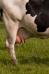 Vache Prim'Holstein en pâture