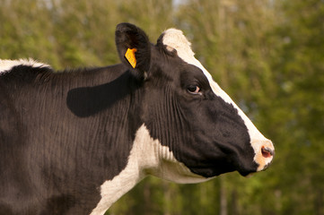 Vache Prim'Holstein en pâture