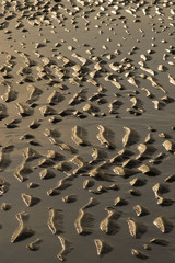 Relief du sable sur la  plage de Berck-sur-mer (Côte d'Opale)