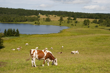 Fototapeta na wymiar Vache montbéliarde et sa clarine dans le jura.