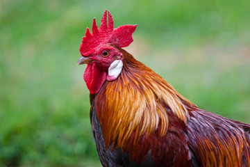 Haushahn, Gallus Gallus domesticus