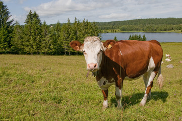 Vache montbéliarde et sa clarine dans le jura.