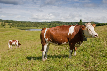 Fototapeta na wymiar Vache montbéliarde et sa clarine dans le jura.