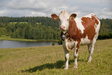 Vache montbéliarde et sa clarine dans le jura.