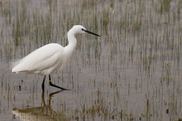 Aigrette garzette (Egretta garzetta - Little Egret)