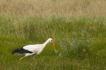 Cigogne blanche (Ciconia ciconia - White Stork)