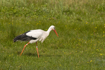 Cigogne blanche (Ciconia ciconia - White Stork)