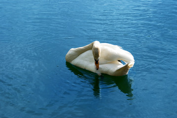 Grooming Swan
