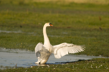 Cygne tuberculé ( Cygnus olor - Mute Swan)