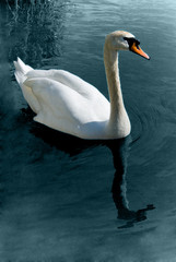 White swan on silver waters