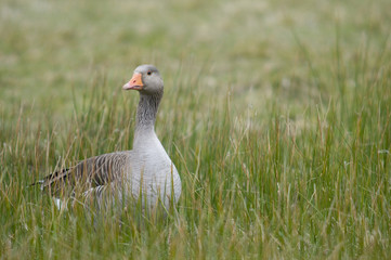 Obraz premium Oie cendrée (Anser anser - Greylag Goose)