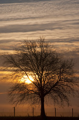 Fototapeta na wymiar Lever de soleil sur un arbre, le long du port de Saint-Valery (B