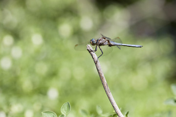 libellule