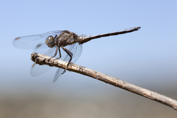 libellule