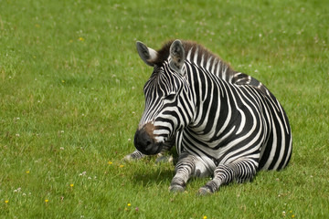 Fototapeta na wymiar Młoda zebra leniuchowanie w trawiasta łąka