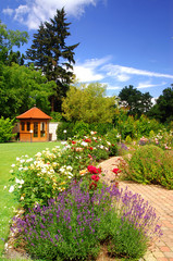 Garden with roses