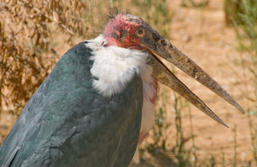 Marabu