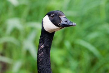 Canadian Goose Portrait