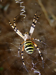 Gros plan d'une araignée