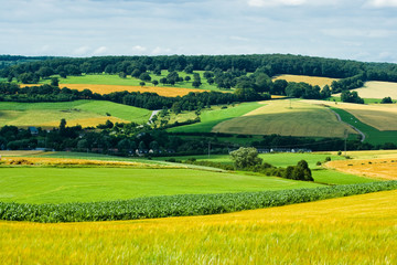 Agricultural landscape in summer