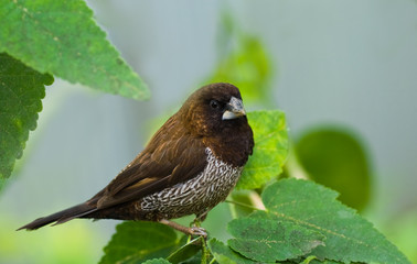 Bengalese or Society Finch - 16506192