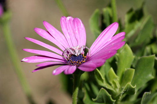 Spider on purple daisy