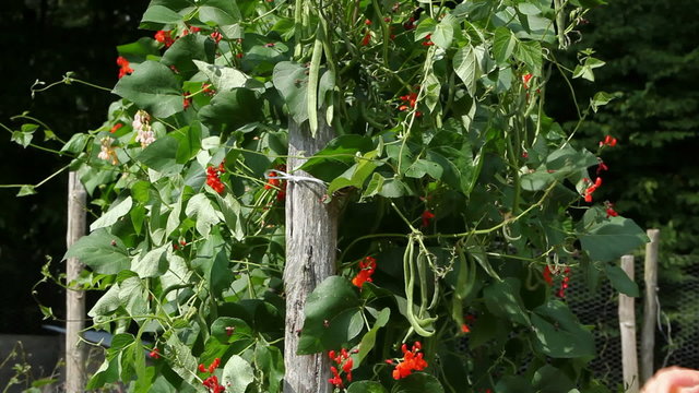 Picking Runner Beans