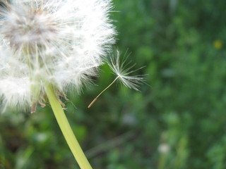 Fluffy white dandelion