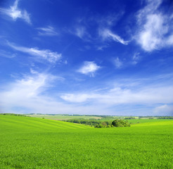 Obraz premium field