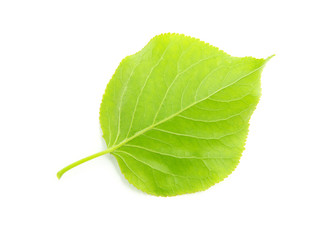 green leaf
