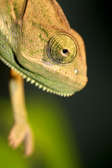yemen chameleon © Taboga