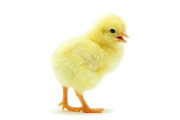baby chicken