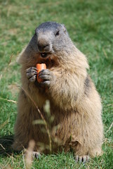 marmotte2
