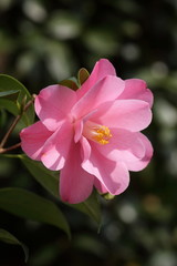 Camellia 'Zuicho'