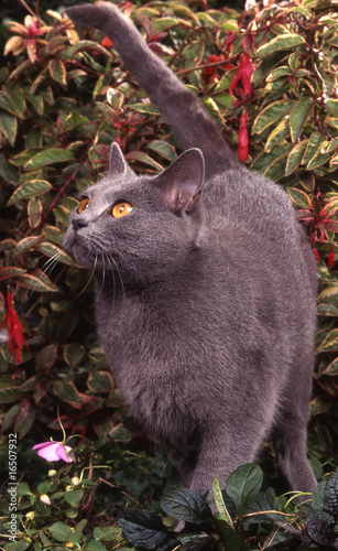 Chat Gris Aux Yeux Orange Dans Une Position De Danse Stock