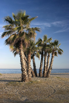 palms on the empty beach
