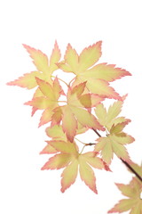 Acer palmatum 'Orange Dream'