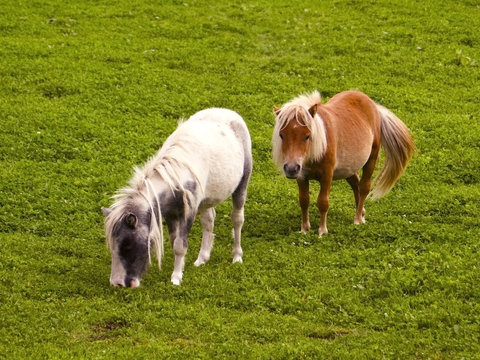 two shetland ponies