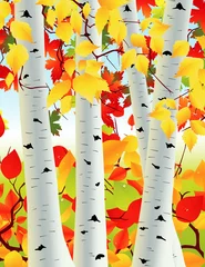 Washable wall murals Birds in the wood Birch grove