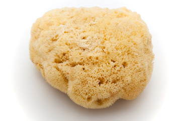 Sponge