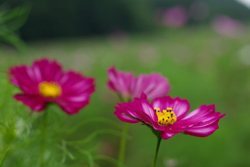 Obraz premium 彩美華