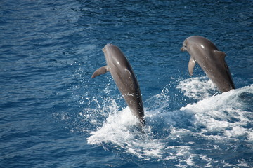 Delfine springen im Meer