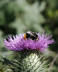 Hummel auf Distel