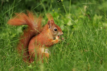 Eichhörnchen