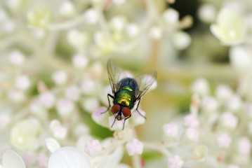Fly