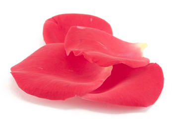 rose petals