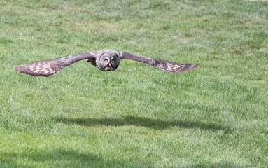Eule im Flug