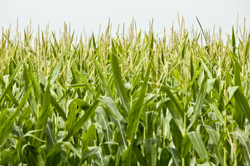Tassels grow out from a field of corn