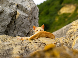 Cat on Rocks
