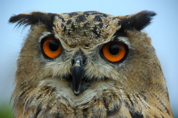 GRAND DUC